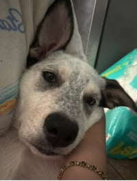 Diana (D Pups) - Photo 3