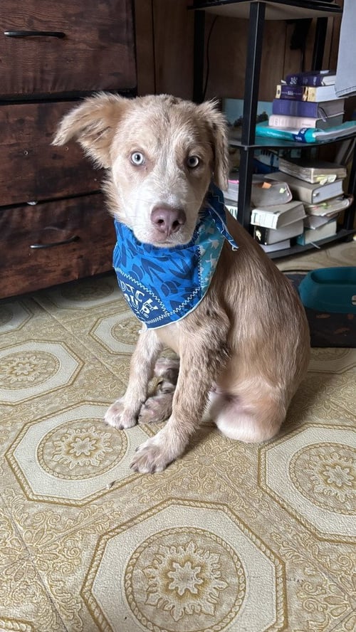 THUNDER (CLEVELAND PUPPY) - Retriever available for adoption