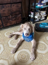 Thunder (Cleveland Puppy) - Photo 2