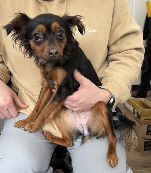 ESTRELLA - Chihuahua available for adoption