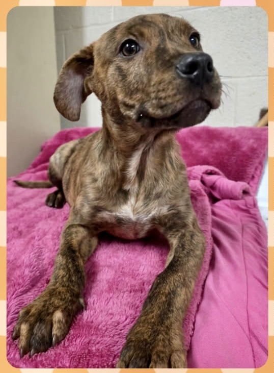 TWIX (CANDYBAR LITTER) - American Staffordshire Terrier / Labrador Retriever available for adoption