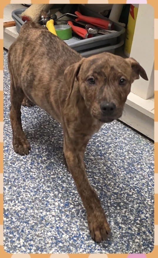 TWIX (CANDYBAR LITTER) - American Staffordshire Terrier / Labrador Retriever available for adoption