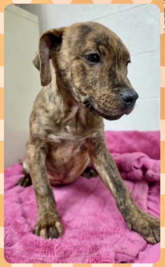 Twix (Candybar Litter) - Photo 3