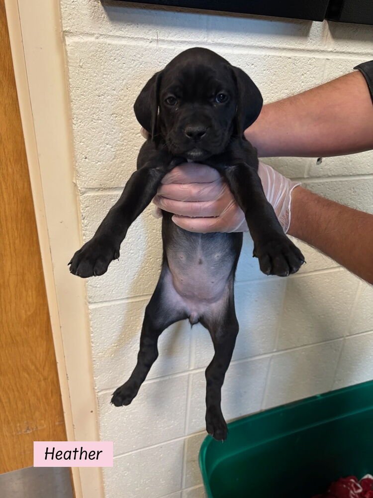 HEATHER (THE PITT LITTER) - Weimaraner / Boxer available for adoption