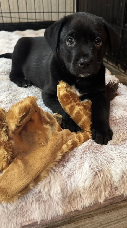 Sutton (Conroe Puppies) Image