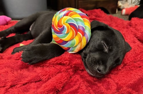 SUTTON (CONROE PUPPIES) - Labrador Retriever available for adoption