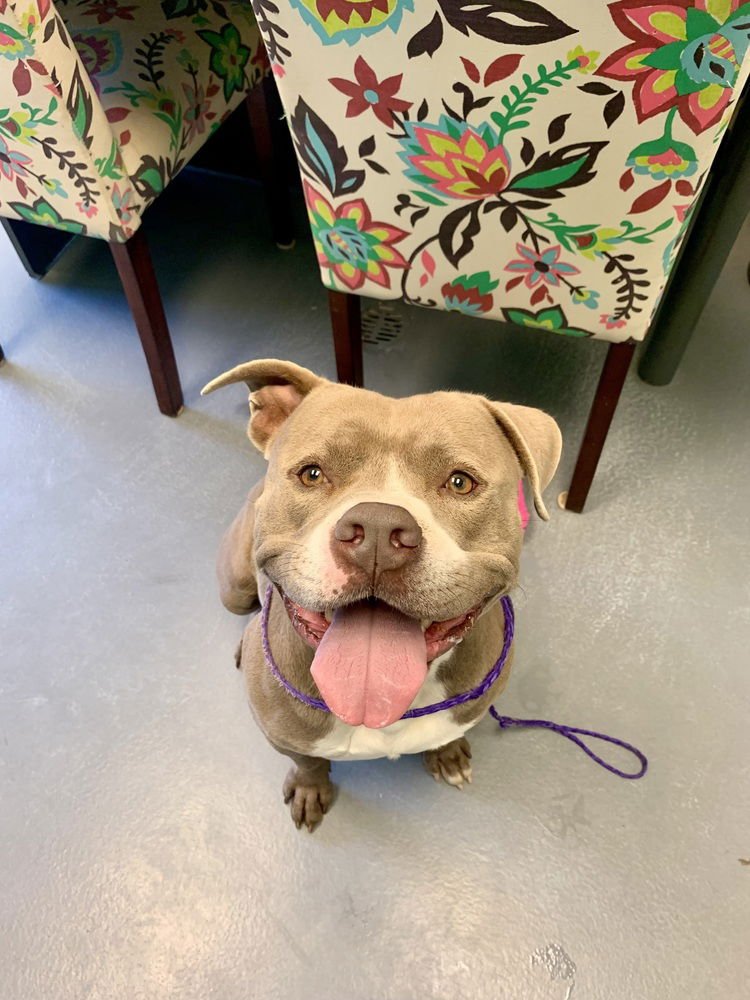 VINNIE - American Staffordshire Terrier / Staffordshire Bull Terrier available for adoption