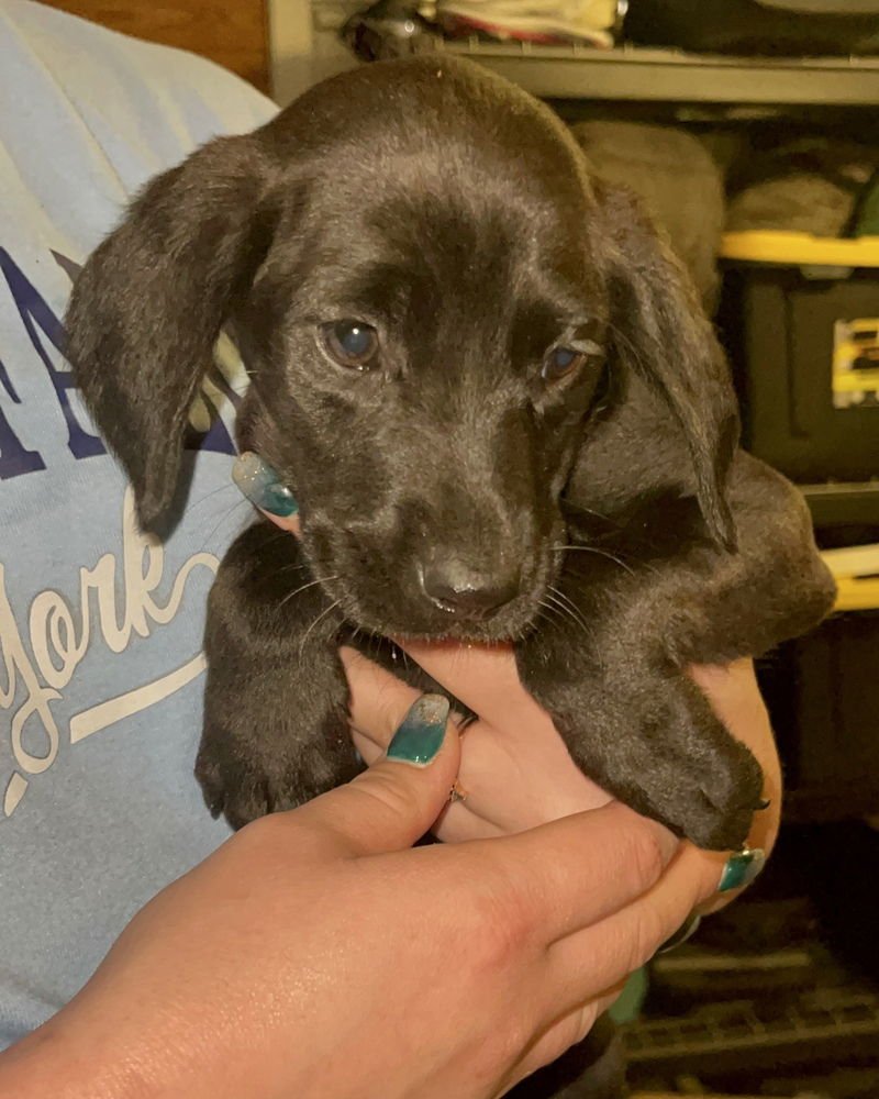 COSMO (WINTER WONDERLAND LITTER) - Labrador Retriever / Hound available for adoption