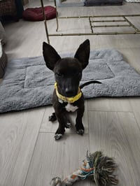 Penny aka Precious - Photo 1