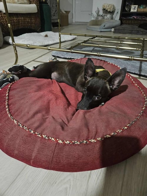 PENNY AKA PRECIOUS - Chihuahua / Labrador Retriever available for adoption