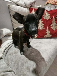 Penny aka Precious - Photo 4