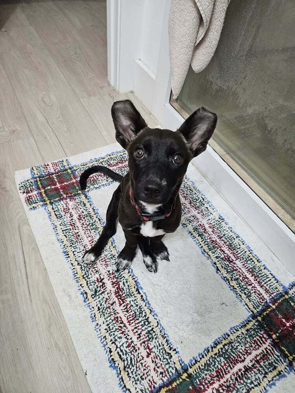 Penny aka Precious Image