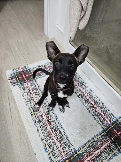 PENNY AKA PRECIOUS - Chihuahua / Labrador Retriever available for adoption