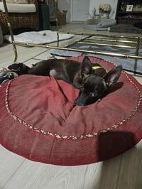 Penny aka Precious - Photo 3