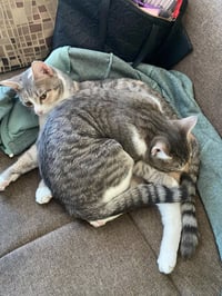 Mango (bonded with Kiwi) - Photo 4