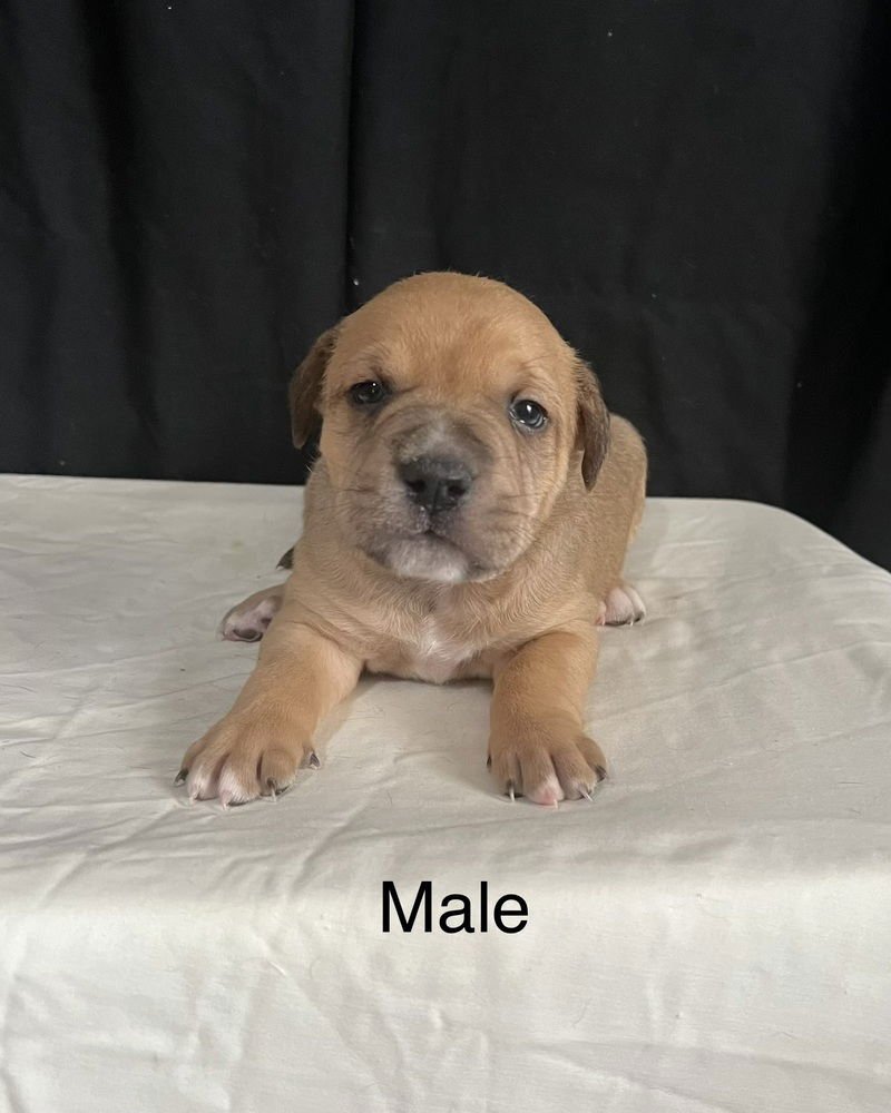 MEMPHIS (NORMA'S PUPS) - American Staffordshire Terrier / American Pit Bull Terrier available for adoption