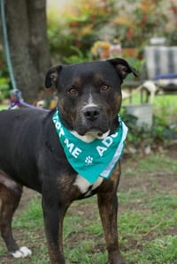 Bowser - Photo 3