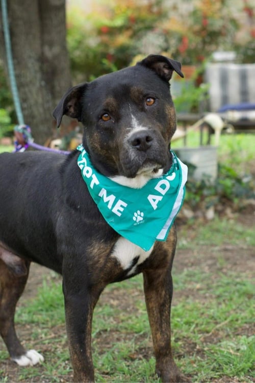 BOWSER - Rottweiler available for adoption