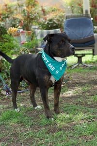 Bowser - Photo 4
