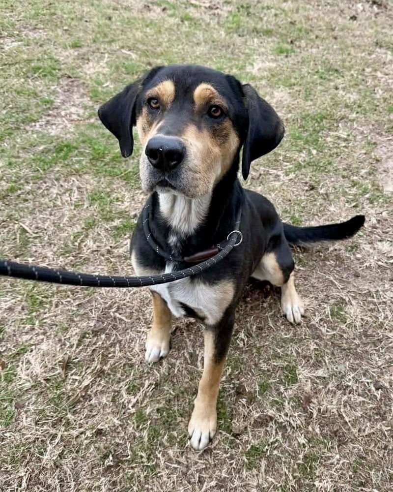 JETHRO - Hound / Foxhound available for adoption