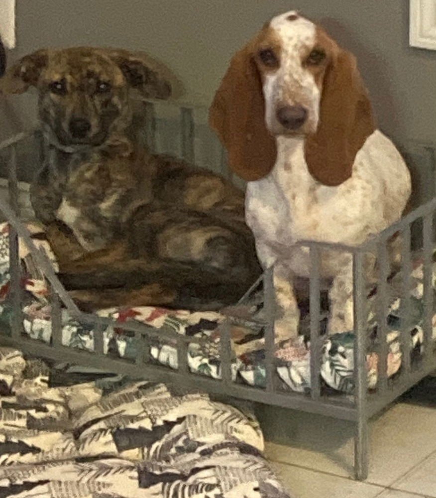 HERSHEY (AKA BIRCH) - Terrier available for adoption