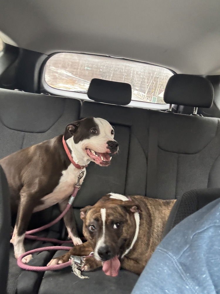 AC - SAGE (DIAMOND'S LITTER) - Boxer / Pit Bull Terrier available for adoption