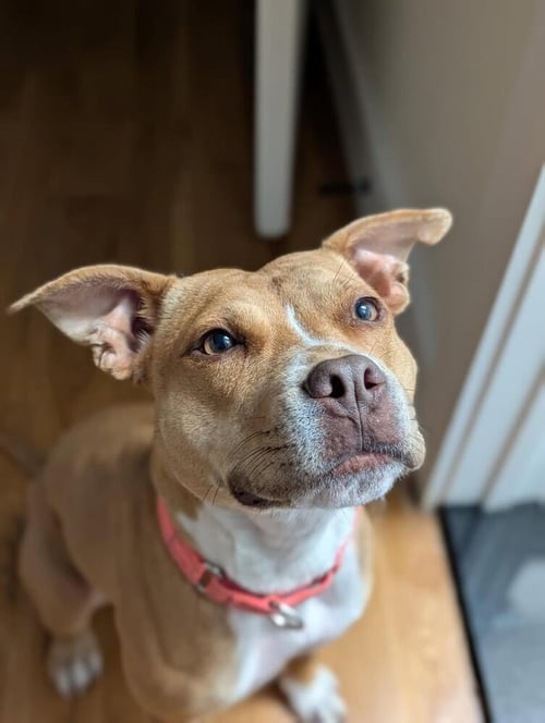 PALOMA - Pit Bull Terrier available for adoption