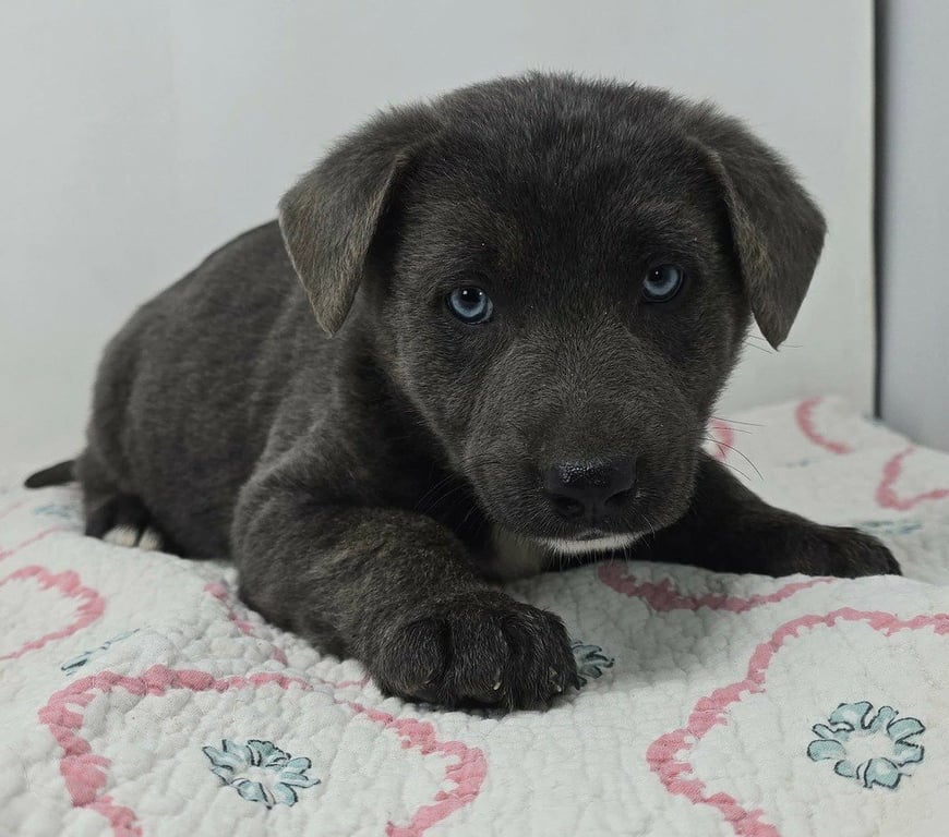 Bahama Breeze (B Babies) Image