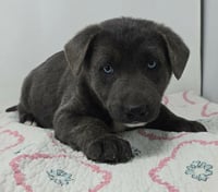 Bahama Breeze (B Babies) - Photo 1