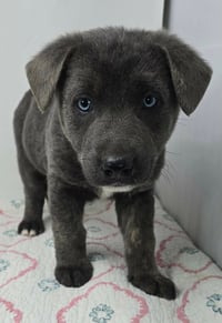 Bahama Breeze (B Babies) - Photo 2