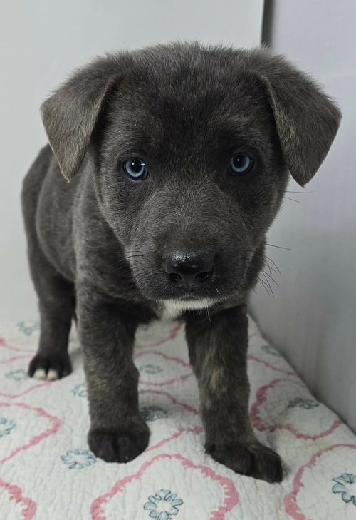 BAHAMA BREEZE (B BABIES) - German Shepherd Dog available for adoption