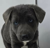 Bahama Breeze (B Babies) - Photo 3