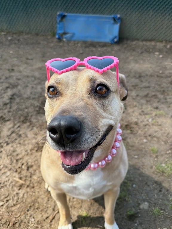 Maggie Moo Image