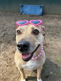 Maggie Moo - Photo 1