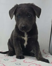 Banner of Speed (B Babies) - Photo 1