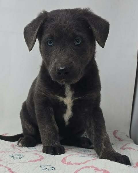 BANNER OF SPEED (B BABIES)