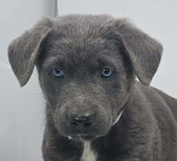 Banner of Speed (B Babies) - Photo 2