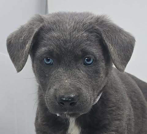 BANNER OF SPEED (B BABIES) - German Shepherd Dog available for adoption