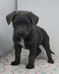 Banner of Speed (B Babies) - Photo 3