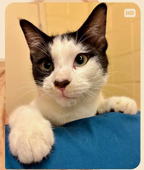 ARNIE (SOUTH CAROLINA FOUR) - Domestic Short Hair available for adoption