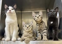 Arnie (South Carolina Four) - Photo 2