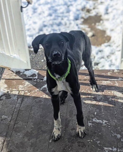 DAISY AKA SPRITE - Greyhound / Labrador Retriever available for adoption