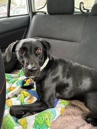 Daisy aka Sprite - Photo 2