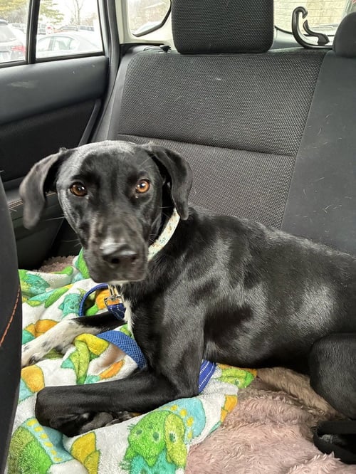 DAISY AKA SPRITE - Greyhound / Labrador Retriever available for adoption