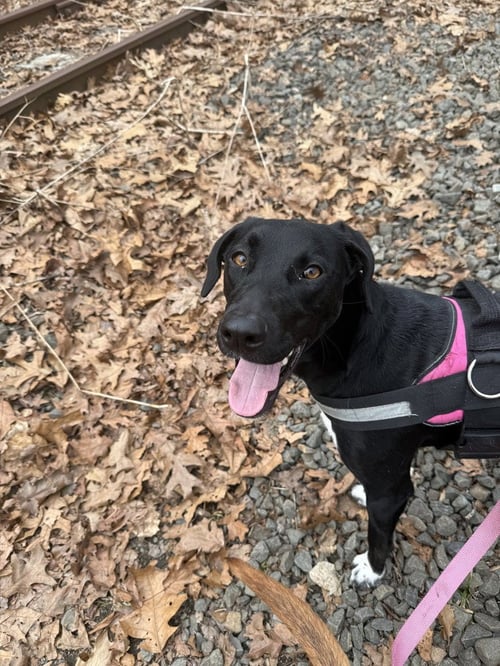 DAISY AKA SPRITE - Greyhound / Labrador Retriever available for adoption