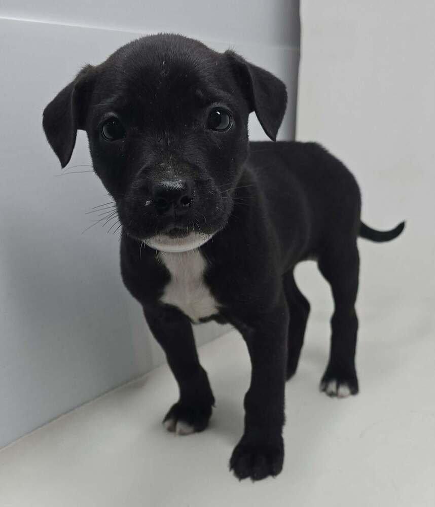 CAROL (TN C-LITTER) - Labrador Retriever / Terrier available for adoption