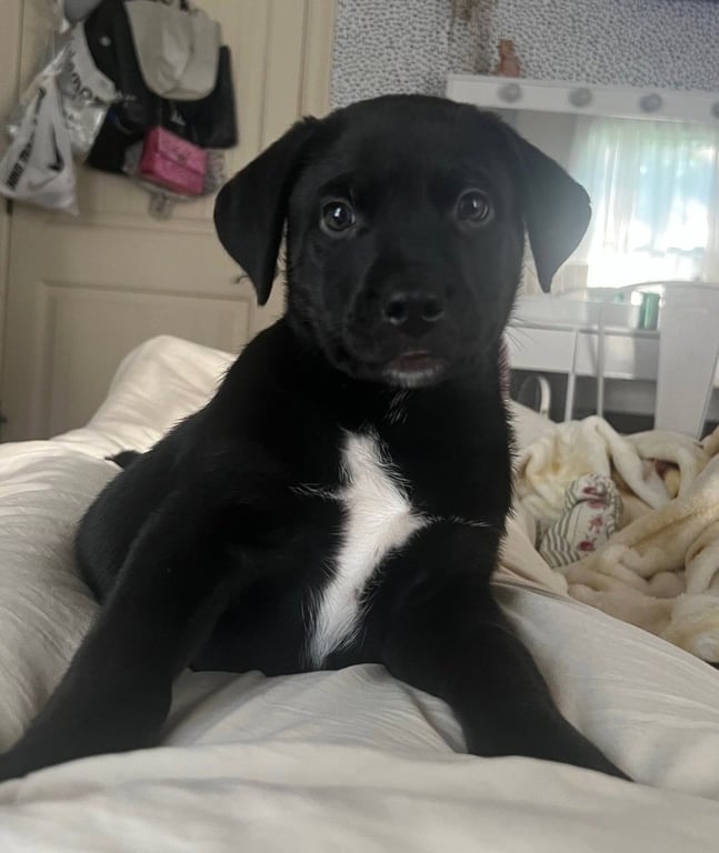 Saint (Conroe Puppies) Image