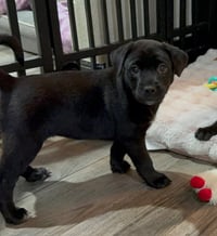 Saint (Conroe Puppies) - Photo 2