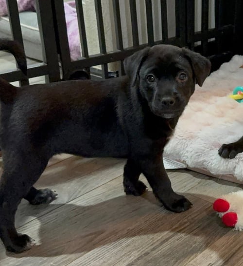 SAINT (CONROE PUPPIES) - Labrador Retriever available for adoption