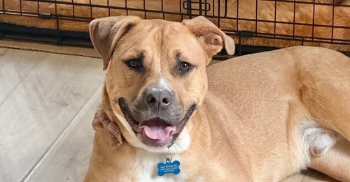 CHANCE (CHERRY LITTER) - American Staffordshire Terrier / Labrador Retriever available for adoption